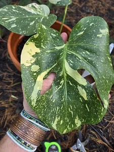Monstera Thai Constellation Creme Brulee Aroid 13"  - Picture 1 of 10