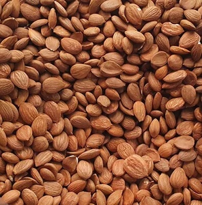 Organic Apricot Kernels Seeds Raw Fresh Bitter Non GMO Premium 1 lb or 454 g - Picture 1 of 4