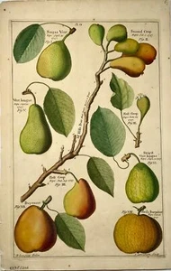 1729 Pomona: pears, botany, Batty Langley (b. 1696), large folio, fruit - Picture 1 of 3