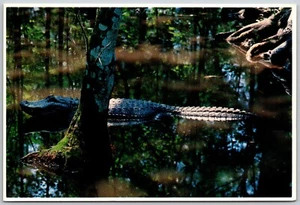 Postcard Florida Silver Springs FL Alligator Resting - Foto 1 di 2