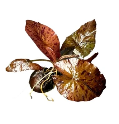 Red Tiger Lotus (Nymphaea zenkeri) - BUY3GET1FREE - Live Aquarium Red Plant