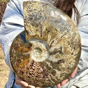 5,64 lb Raro Natural Caracola Fósil Especímenes de Madagascar - Imagen 1 de 12