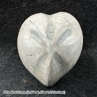 Polished micraster echinoid fossil – genuine cretaceous sea urchin from