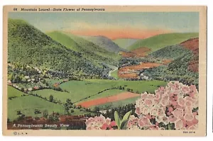 Postal de lino MOUNTAIN LAUREL State Flower of Pennsylvania A PA Beauty View - Imagen 1 de 2