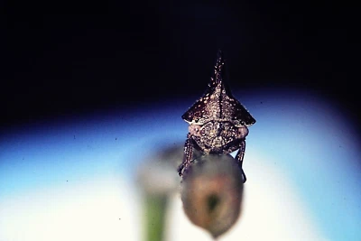 Vintage 35mm Slide 1973 Leaf Hopper on Stem #2 - Image 1 of 2