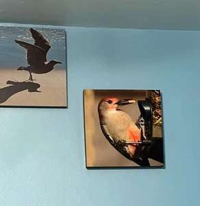 11x14 Bird Photo Gallery Canvas Wall Art Home Decor - Picture 1 of 52