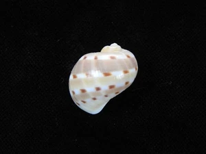 Muschel Glyphepithema alapapilionis 25,3 mm ID#9331 - Bild 1 von 3