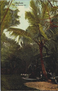 Postal de colección Bermuda Park at Clarence Hill C279 - Imagen 1 de 2