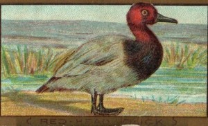1880's Piedmont Bird Series Red Head Duck Cigarette Tobacco Card P75D