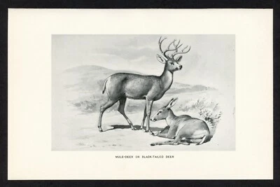 Mule Deer, American game animal illustration, 1898 hunting print - Image 1 of 3