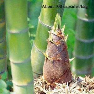 100pcs Giant Green Moso Bamboo Seeds Edible Bamboo shoots Garden Plant // - Foto 1 di 12