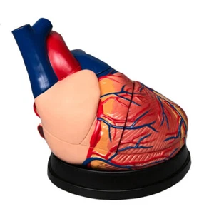 Human 3 Parts Heart Vein Arteriovenous Anatomy Cardiac Anatomical Model US STOCK - Picture 1 of 7