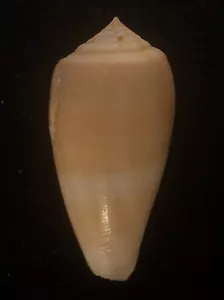 Seashell Conus leobotones RARO 42-46 mm F++/F+ - Imagen 1 de 1