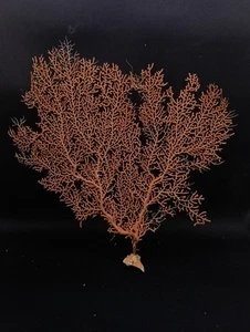 Real, gorgonian sea fan Hamptons sea shell. Collectors #14466 - Picture 1 of 3