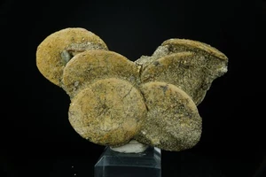 Sand Dollar Fossil / Dendraster Gibbsi / Kettleman Hills, Kalifornien / Paläozän - Bild 1 von 3