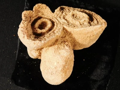 Fósil de estromatolito 600 millones de años 100% natural Marruecos 264gr Foto 1 de 4