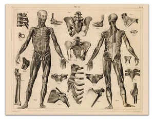 ANTHROPOLOGY–ANATOMY OF THE MUSCLES AND LIGAMENTS Vintage 17x22" Art Print - Picture 1 of 2