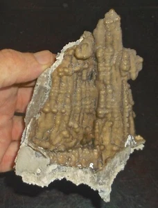 Fossil Coral Fine Botryoidal Specimen 5.3 Oz Withlacoochee River FL - Picture 1 of 11