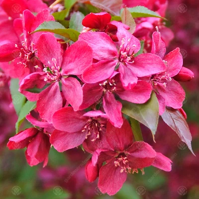 Malus 'Royalty' | Flowering Crab Apple | Ornamental Garden Tree | 5-6ft - Image 1 of 4