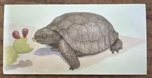 Vintage - 1962 - Gelles Widmer - Reptile CARD - 15. Desert Tortoise - Picture 1 of 2