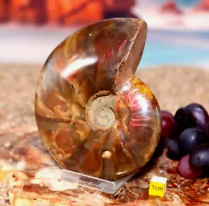 Seltener fossiler Ammonit - seltene polierte schillernde kreideversteinerte Schale 380g - Bild 1 von 9