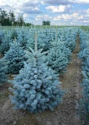 VIVAIO DI CASTELLETTO Abete blu pino argentato Picea pungens Super Blue Seedling pianta in vaso ø11 cm