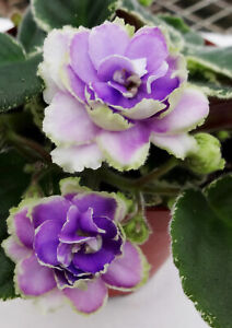 African Violet Buckeye Seductress live plant in pot