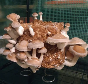  Micelio Liquido lentinula edodes shiitake Coltivazione Funghi siringa 10ml - Foto 1 di 3