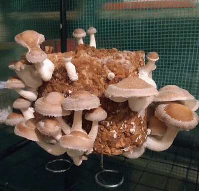  Micelio Liquido lentinula edodes shiitake Coltivazione Funghi siringa 10ml - Immagine 1 di 3