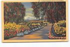 Flower Bordered Walk Red Berries Pepper Tree California Ca Linen Postcard