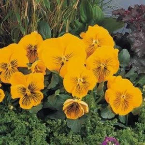 Pansy Seeds Pansy Whiskers Yellow 25 Seeds Viola Seeds Cat Whiskers - Picture 1 of 2
