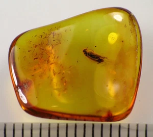 Original Fossil Insekteneinschluss 2,5mm Käfer OSTSEE BERNSTEIN Stück (0642) - Bild 1 von 10