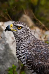 Northern Goshawk Standing on Rock Garden Statue, Garden Decoration, Home Decor - Picture 1 of 8