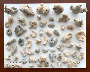 62 pz corallo fino a 3" arte artigianato tecnica mista conchiglie spiaggia conchiglie acquario USA - Foto 1 di 18