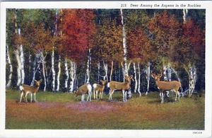 Deer and Aspens in the Rockies Colorado Postcard Unposted - Picture 1 of 2