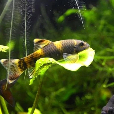 LIGHTNING AQUATICS WORLD 3-Pack Panda Garra 1” – Rare Algae Eater – Peaceful Freshwater Aquarium Fish