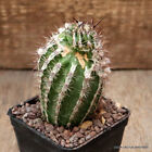 A8464 ECHINOPSIS HAKU-JO pot7-H10-W5,5 cm MaMa Cactus