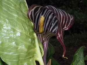 Wallach's Cobra Lily - Arisaema propinquum - Picture 1 of 1