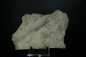 Horsetail Fern / Large Calamites Sp. / Cape Enrage, Canada / Carboniferous Fossi - Picture 1 of 3