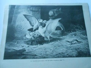 Gravure 1893 - Les Pigeons et leurs petits , un visiteur dangereux - Picture 1 of 1