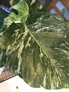 Beautiful Monstera deliciosa albo marginata variegated cutting aerialroot (10d). - Picture 1 of 7