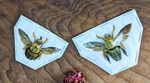 Golden brown male/female Xylocopa Confusa Tropical Carpenter Bee specimen craft - Picture 1 of 11