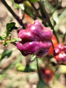 Purple Pumpkin, 10 semillas,Capsicum chinense (303) - Picture 1 of 2