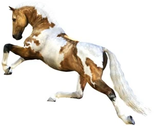 HUGE HORSE Stallion ANIMALS Decal Removable WALL STICKER Home Decor Art - Picture 1 of 1