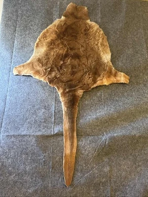 Kangaroo Wallaby Fur Pelt Rug With Taill 57x33 - Image 1 of 4