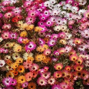 Ice Plant Mix Seeds, Livingstone Daisy, Variety Sizes Sold, FREE SHIPPING - Picture 1 of 2
