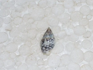 PARDALINOPS TESTUDINARIUS AWESOME - Picture 1 of 2