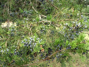 40 EASTERN RED CEDAR SEEEDS  - Juniperus virginiana - Picture 1 of 7