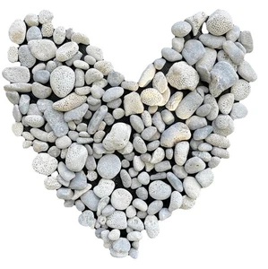 Exhibición de fósiles de Michigan sin pulir favoritos de piedra Charlevoix 13,2 oz. pequeño/sm - Imagen 1 de 5