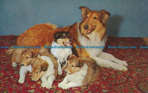 R036386 Collie and Pups - Picture 1 of 2